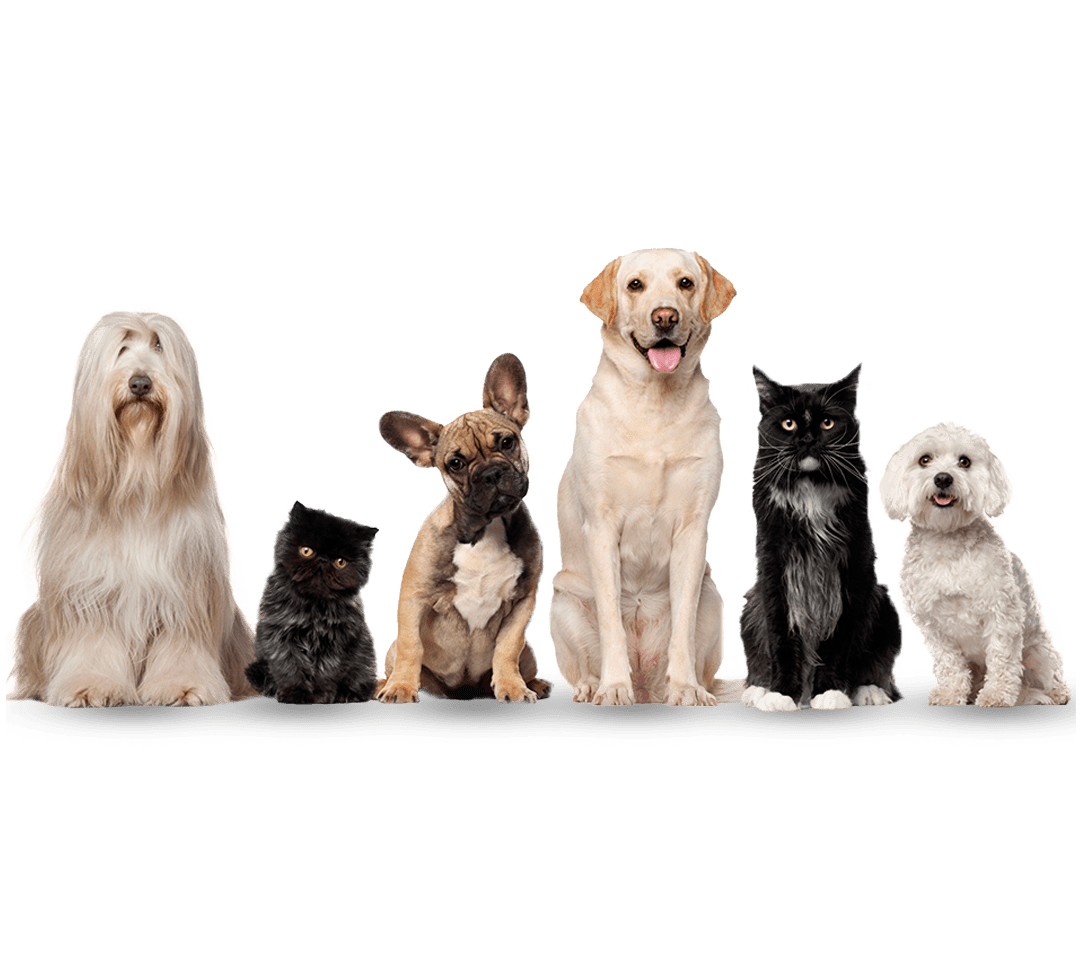 Compare prices for pet insurance